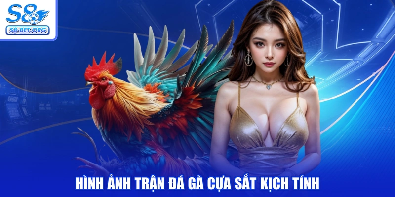 Hình ảnh trận đá gà cựa sắt kịch tính