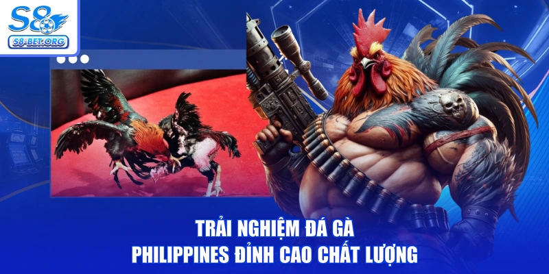 Trải nghiệm đá gà philippines đỉnh cao chất lượng